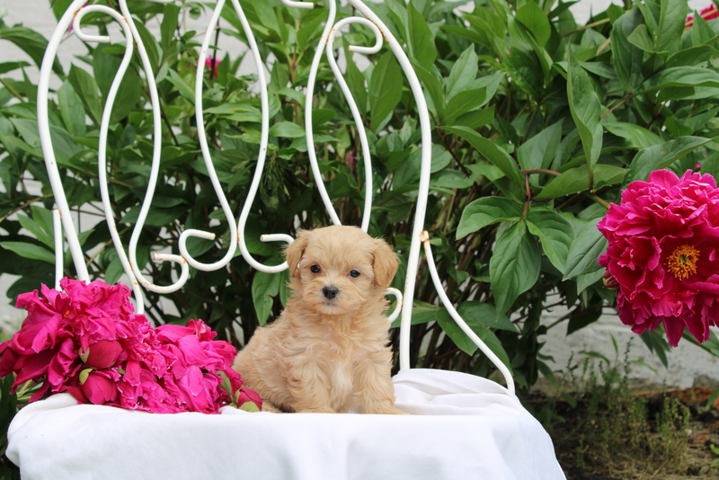 puppy, for, sale, Maltipoo, Matthew B. Stoltzfus, dog, breeder, Gap, PA, dog-breeder, puppy-for-sale, forsale, nearby, find, puppyfind, locator, puppylocator, aca